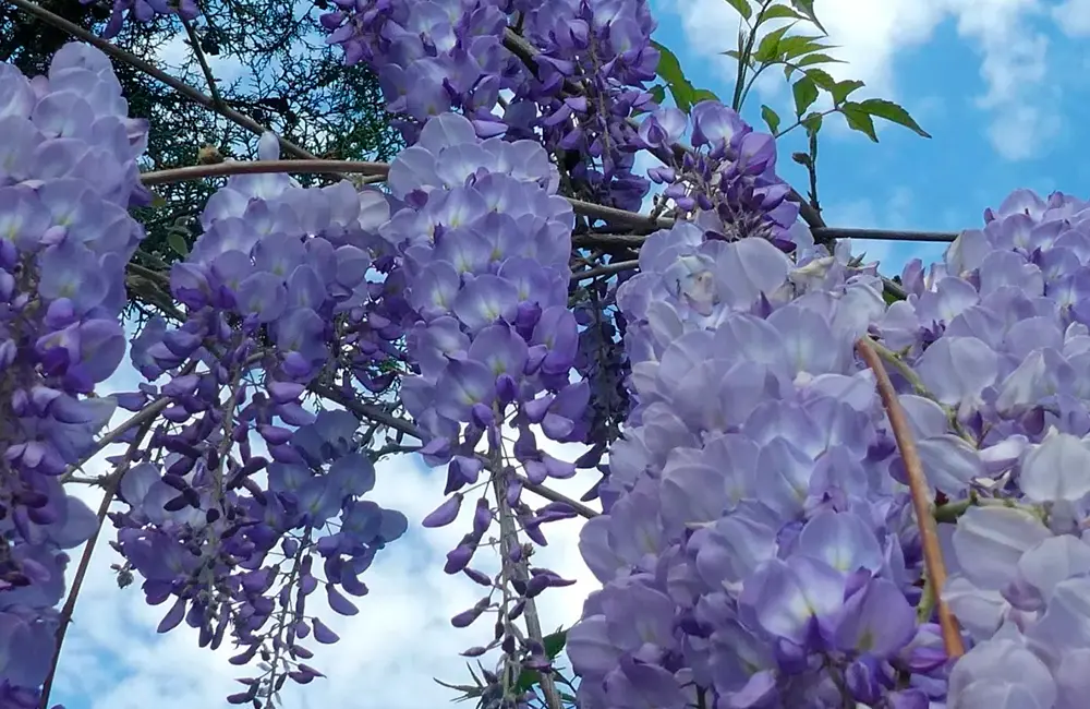 pergolado com plantas clicinia