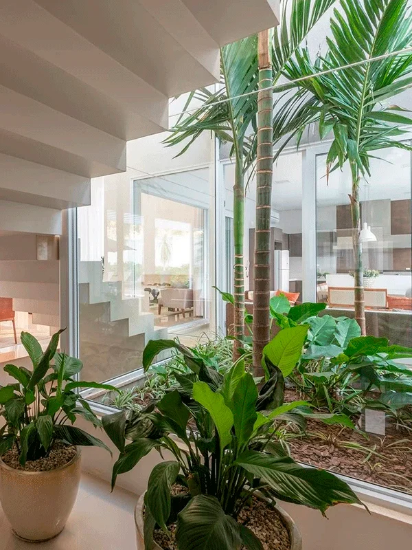 plantas para ambiente interno