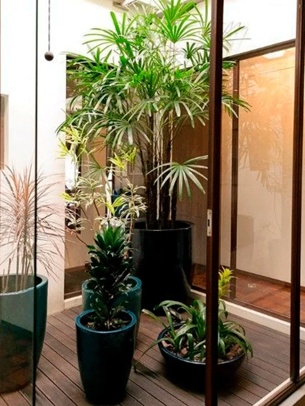 várias plantas