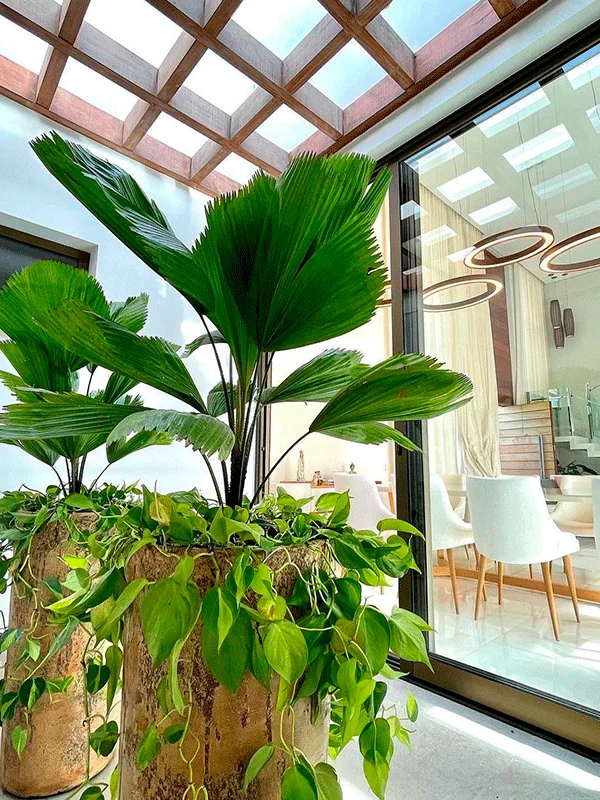 plantas grande de folhagem