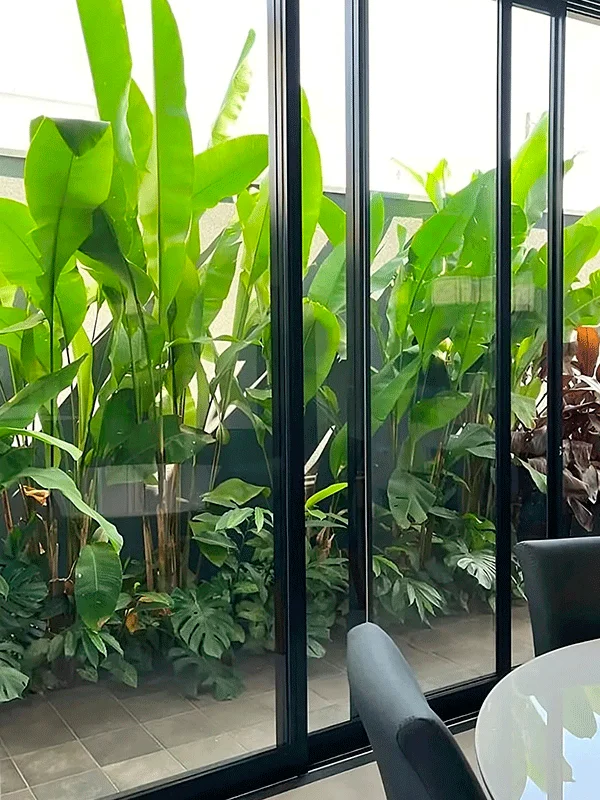 planta pacova