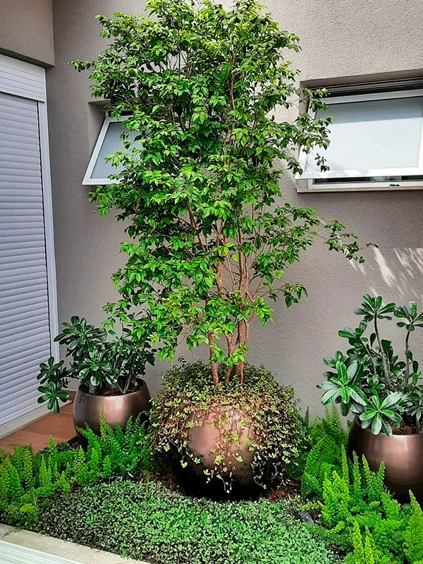 plantas e flores