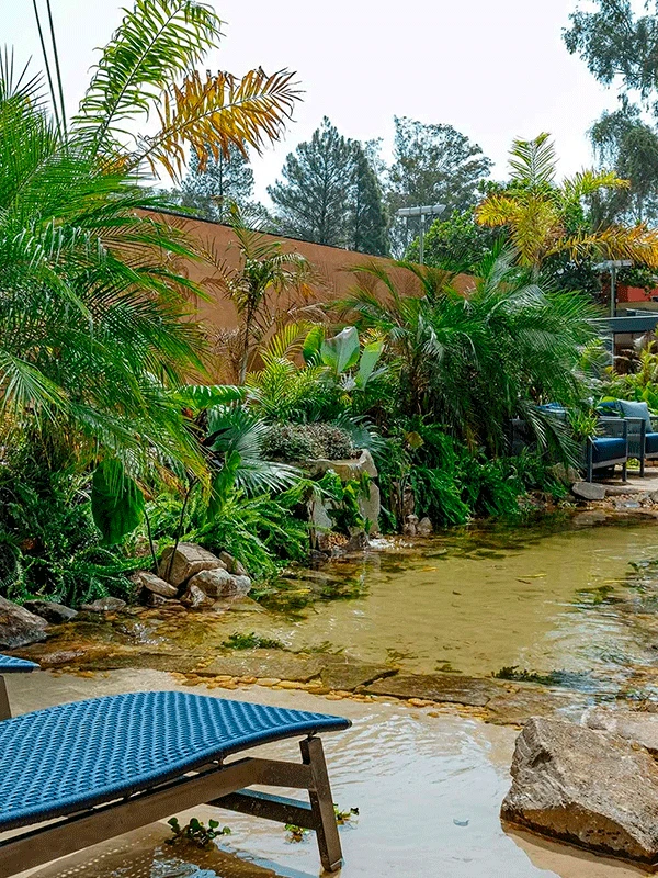 cores lago com plantas