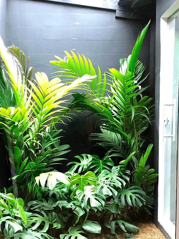 plantas caidas
