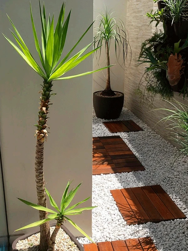 árvore no jardim