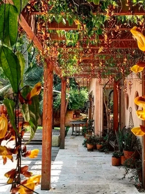 área externa com pergolado e plantas trepadeiras