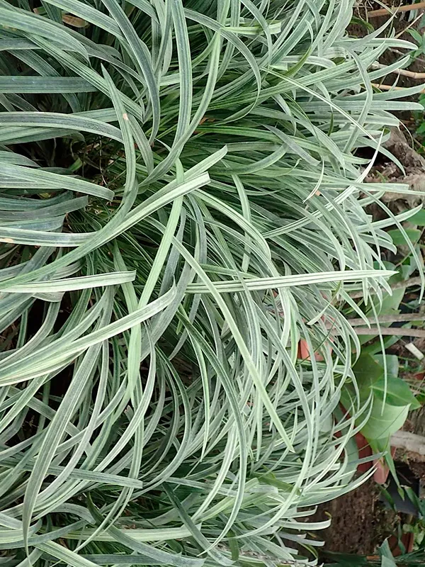 planta Barba-de-serpente