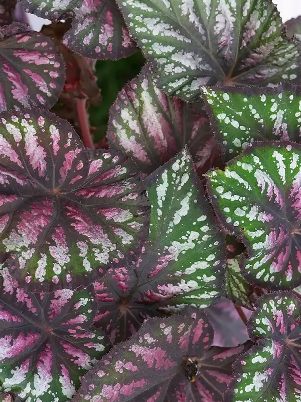 planta Begônia