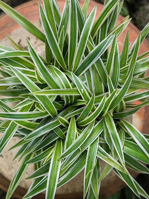 clorofito