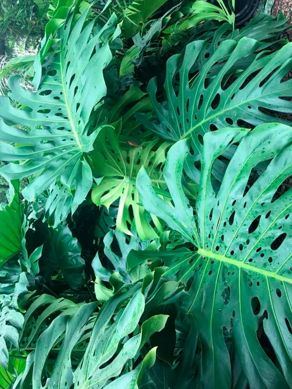 planta Costela de Adão
