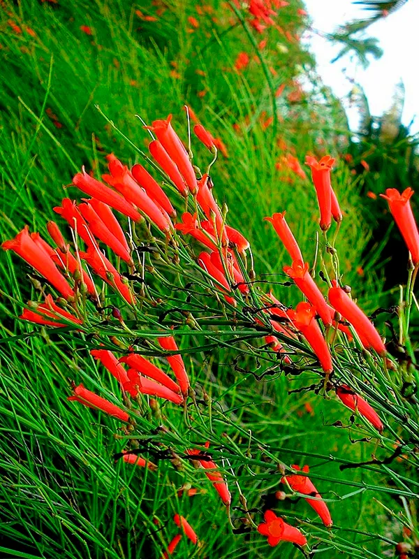 flor de coral