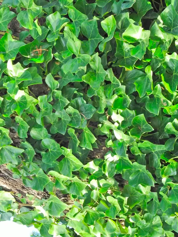 planta Hera-inglesa