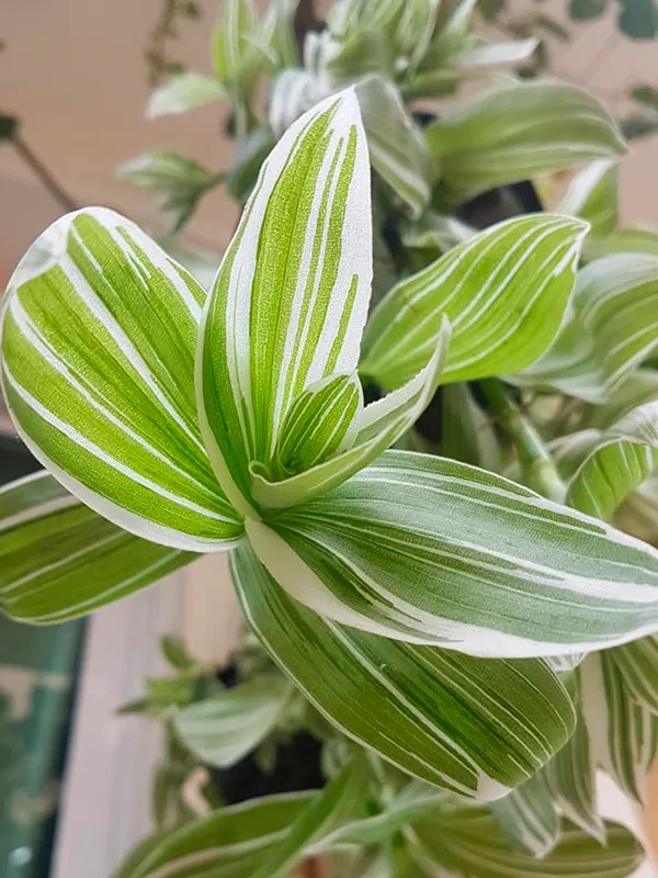 Lambari Variegata
