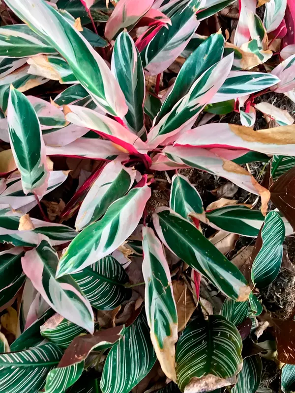 maranta