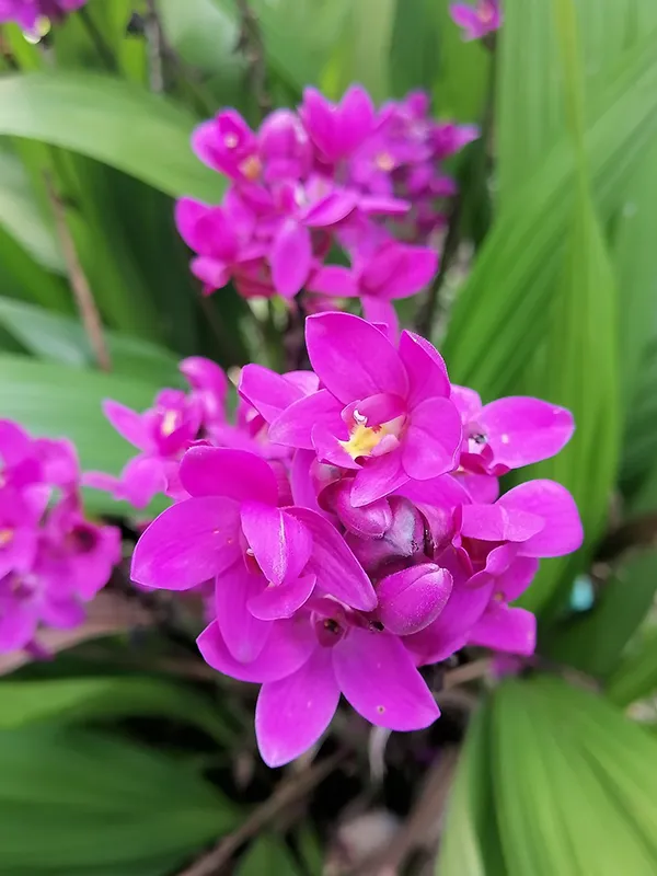 Orquídea-grapete