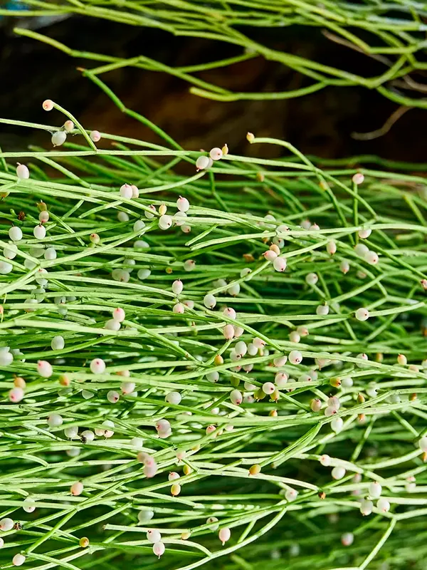 Rhipsalis