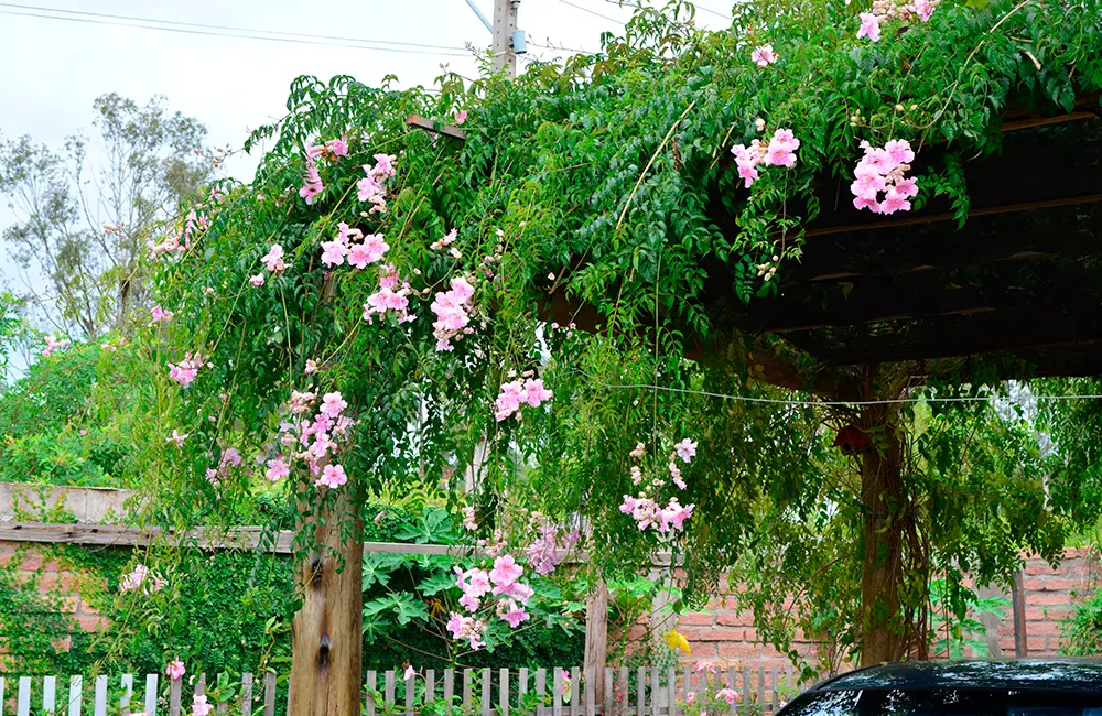 sete leguas