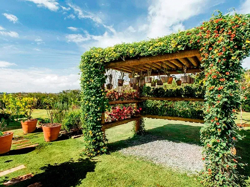 Pergolado decorado com plantas trepadeiras no jardim
