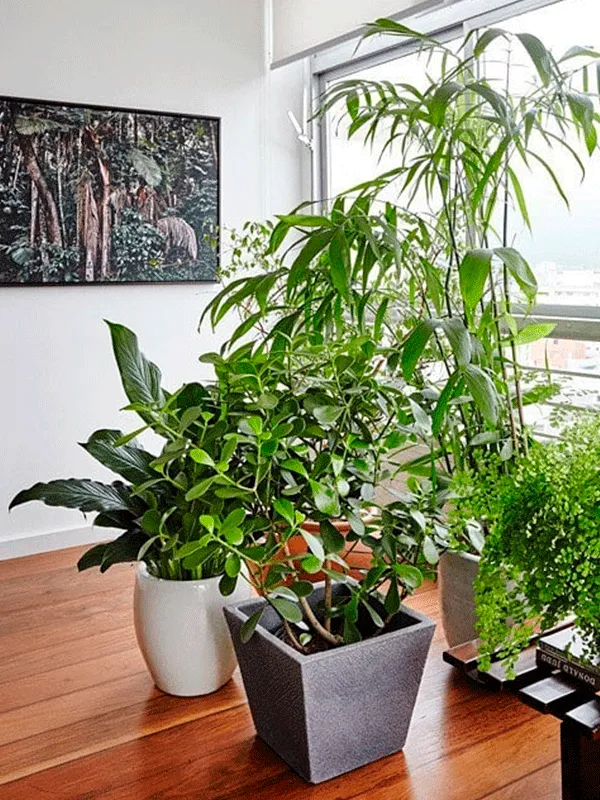 Piso de Madeira: Modelos, Cuidados e Vantagens +67 Fotos Incríveis 184 madeira no espaço com muitas plantas interna