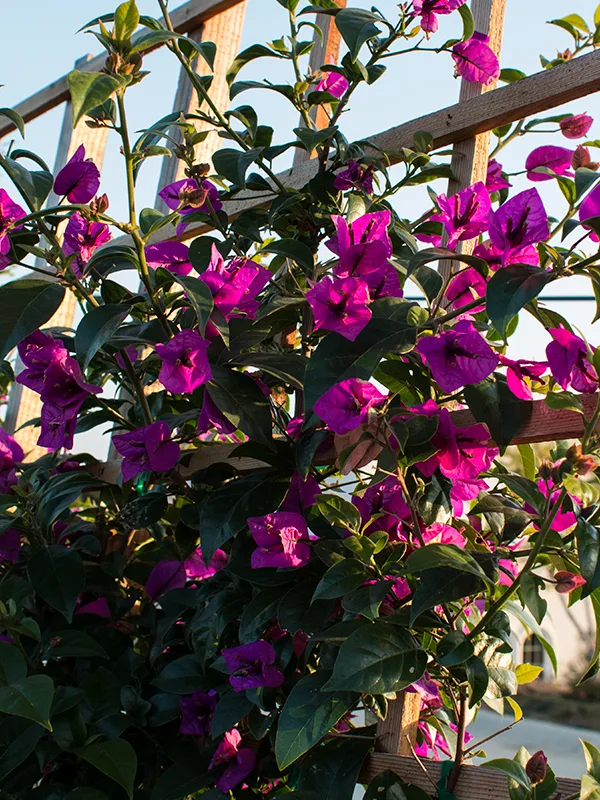 Bougainville Brasiliensis para pergolado