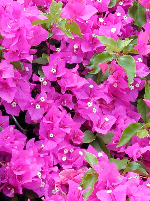 Bougainvillea peruviana para pergolado com flores