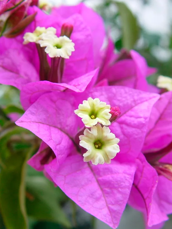 Bougainvillea glabra para pergolado