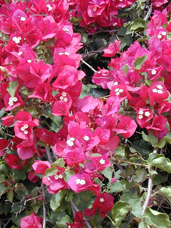 Pergolado com Bougainvillea Spectabilis