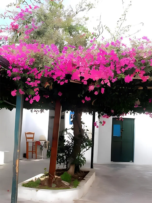 plantas trepadeiras no pergolado
