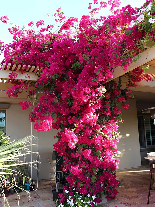 plantas que se adaptam durante o ano todo