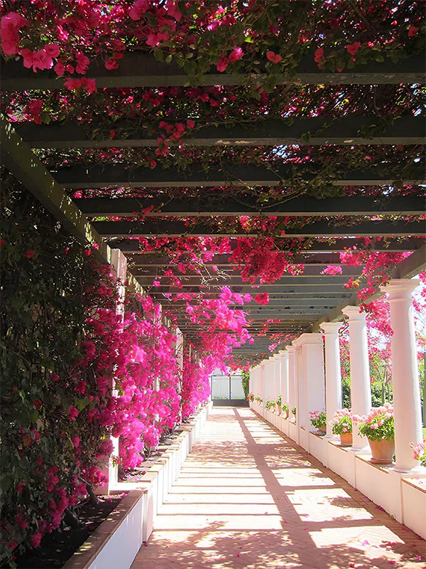 Mostrando a beleza dos pergolados com flores