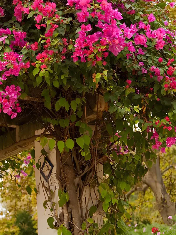 refugio de plantas verde com rosa