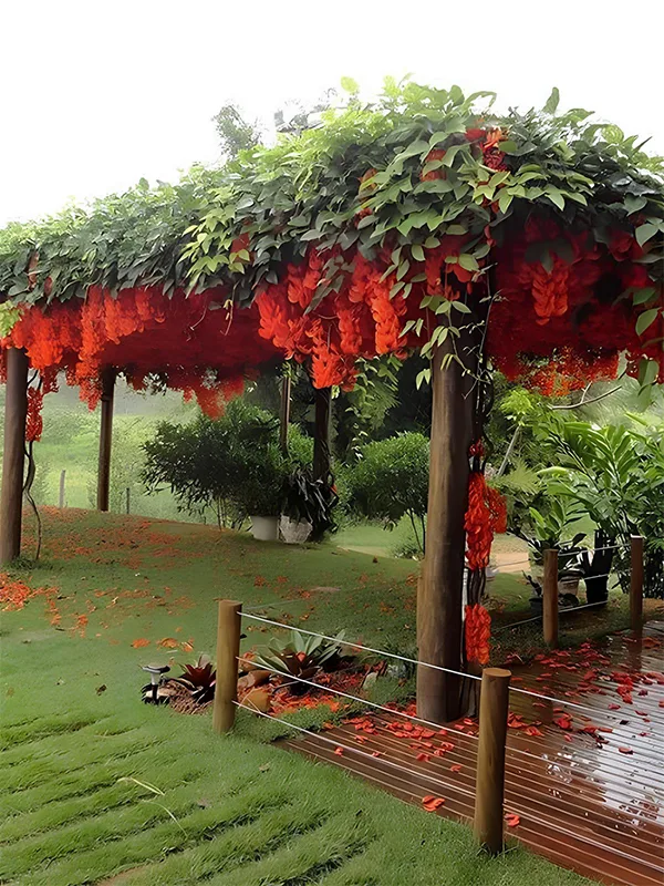 Planta primadeira destaca o pergolado de madeira