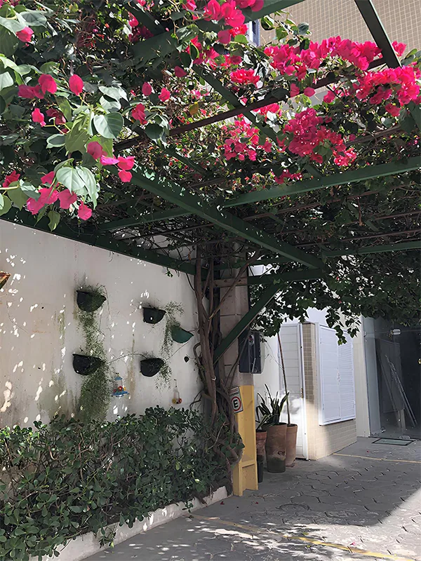 encanto dos pergolados metálicos com bougainville