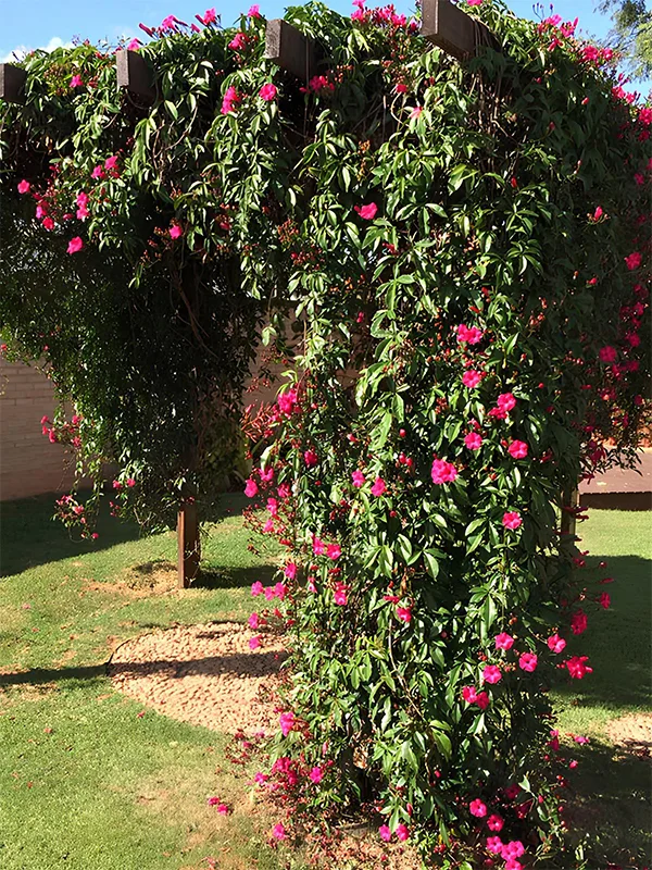 estrutura do pergolado com bougainville