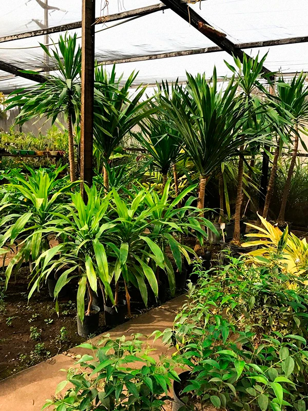 Dracena arborea no jardim