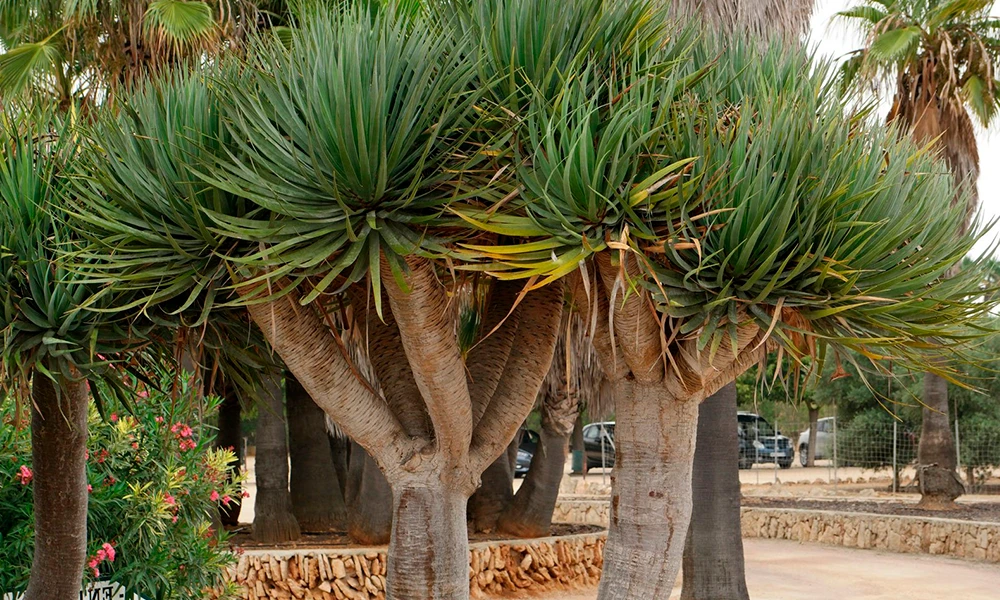dracena drago no jardim