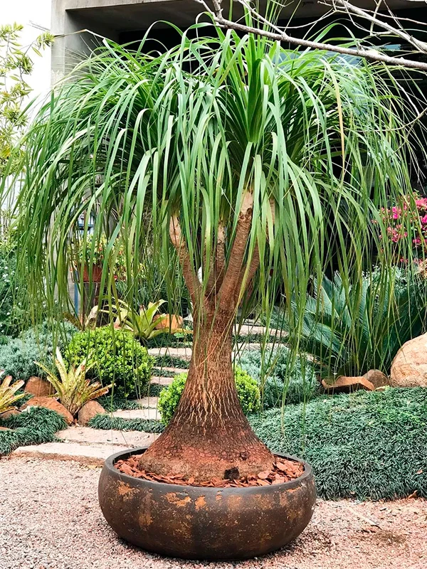 pata de elefante em jardim