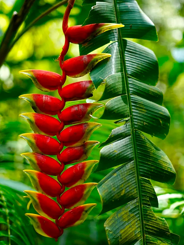 Heliconias em areas de piscina