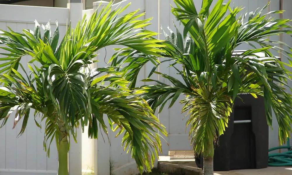 Duas pequenas palmeiras com folhagem verde espessa, perfeitas como plantas para piscina, ficam em frente a uma cerca branca em um ambiente externo ensolarado.