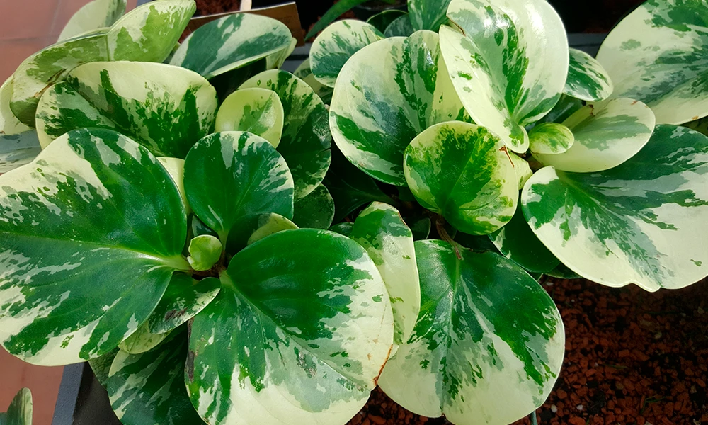28 Peperomia