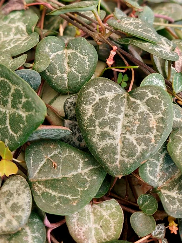 35 Coracao emaranhado