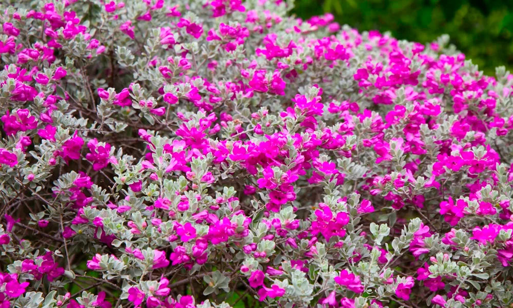 chuva de prata em jardins